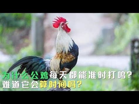 公雞啼鳴意思|公雞啼鳴意思 